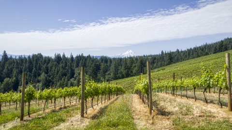 Fields of grapevines with a view of Mt Hood, Hood River, Oregon Aerial Stock Photos | DXP001_017_0012