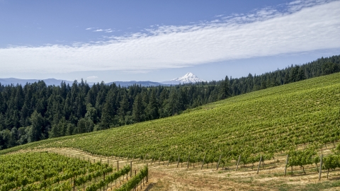 Grapevines at Phelps Creek Vineyards and snowy Mount Hood in Hood River, Oregon Aerial Stock Photos | DXP001_017_0013