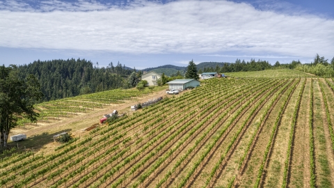 Neat rows of grapevines at a hillside vineyard in Hood River, Oregon Aerial Stock Photos | DXP001_017_0014