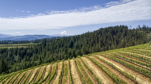 Mount Hood seen from hillside Phelps Creek Vineyards in Hood River, Oregon Aerial Stock Photos | DXP001_017_0015