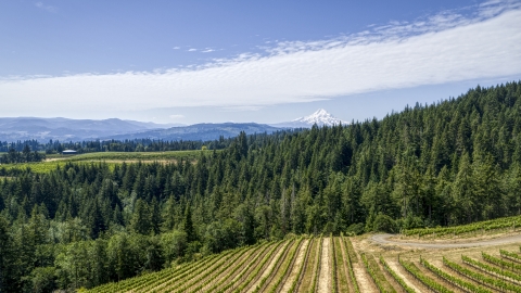 Rows of grapevines near forest and Mt Hood in the background, Hood River, Oregon Aerial Stock Photos | DXP001_017_0016