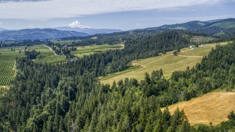 The Phelps Creek Vineyards with Mount Hood in the background, Hood River, Oregon Aerial Stock Photos | DXP001_017_0020