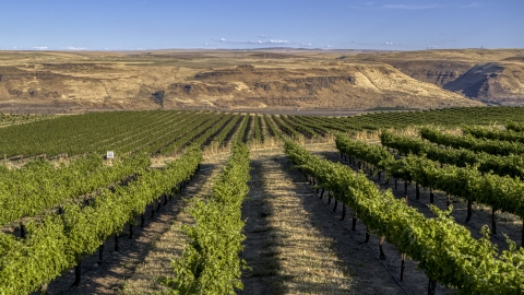 Rows of grapevines at the Maryhill Winery vineyard in Goldendale, Washington Aerial Stock Photos | DXP001_019_0013