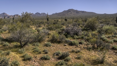 DXP002_141_0012 - Aerial stock photo of A view of tall cactus plants and desert vegetation