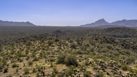 DXP002_141_0017 - Aerial stock photo of Desert plants and tall cactus on arid hills