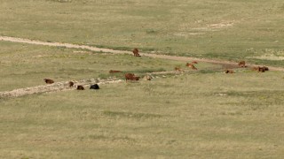 Livestock Aerial Stock Footage