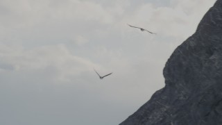 AK0001_0118 - 4K aerial stock footage tracking two bald eagles near the Chugach Mountains, Knik Glacier, Alaska