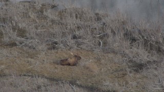 AK0001_0213 - 4K aerial stock footage a moose laying near the river, Knik River Valley, Alaska