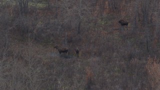 4K aerial stock footage three moose, Knik River Valley, Alaska Aerial Stock Footage | AK0001_0215