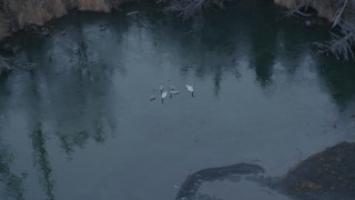 AK0001_0286 - 4K aerial stock footage orbiting geese sitting in a small pond, Knik River Valley, Alaska