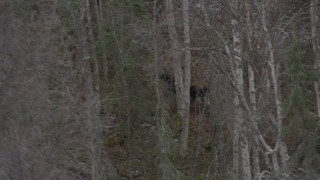 AK0001_0641 - 4K aerial stock footage tracking a moose running through trees, Birchwood, Alaska