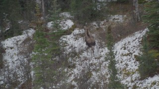 4K aerial stock footage tracking a moose trotting across snow into trees, Birchwood, Alaska Aerial Stock Footage | AK0001_0642