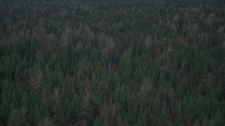 4K aerial stock footage flying over forest, tilt down to trees, during winter, Butte, Alaska Aerial Stock Footage | AK0001_0693