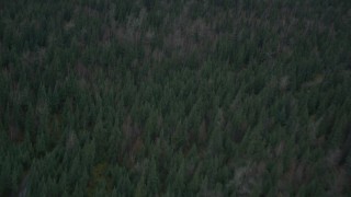 4K aerial stock footage a bird's eye view of forest during winter, Butte, Alaska Aerial Stock Footage | AK0001_0694