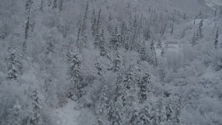 4K aerial stock footage flying low over snowy treetops, winter, Chugach Mountains, Alaska Aerial Stock Footage | AK0001_0766