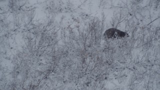 4K aerial stock footage tracking a bear sitting in snow, running up a hill, Alaskan Wilderness Aerial Stock Footage | AK0001_0960