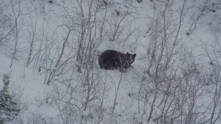 4K aerial stock footage tracking bear crouched in snow, during winter, Alaskan Wilderness Aerial Stock Footage | AK0001_0962