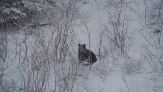 4K aerial stock footage track a bear running in snow behind tree, during winter, Alaskan Wilderness Aerial Stock Footage | AK0001_0963