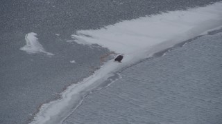 4K aerial stock footage a bald eagle perched on snowy river shore, Knik River Valley, Alaska Aerial Stock Footage | AK0001_1236