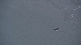 4K aerial stock footage tracking a bald eagle over snow, then catching a fish, Knik River Valley, Alaska Aerial Stock Footage | AK0001_1239