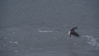 4K aerial stock footage a bald eagle taking flight with a fish, landing on snow, Knik River Valley, Alaska Aerial Stock Footage | AK0001_1240