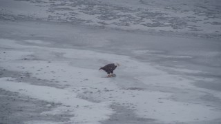 4K aerial stock footage a bald eagle feeding on a fish, Knik River Valley, Alaska Aerial Stock Footage | AK0001_1242