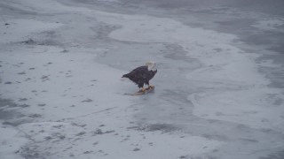 4K aerial stock footage a bald eagle feeding on a fish, Knik River Valley, Alaska Aerial Stock Footage | AK0001_1243