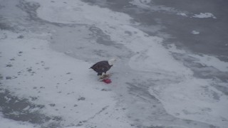 4K aerial stock footage a bald eagle perched on a fish on the snow, Knik River Valley, Alaska Aerial Stock Footage | AK0001_1248