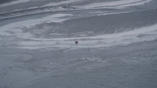 4K aerial stock footage a bald eagle between two rivers in the snow, Knik River Valley, Alaska Aerial Stock Footage | AK0001_1249