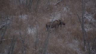 4K aerial stock footage moose trotting through snow covered ground and trees in the Alaskan Wilderness Aerial Stock Footage | AK0001_1282