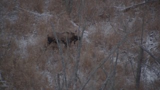 4K aerial stock footage a moose standing in the snow covered brush in the Alaskan Wilderness Aerial Stock Footage | AK0001_1283