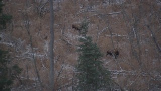 4K aerial stock footage two moose in the snow covered brush in the Alaskan Wilderness Aerial Stock Footage | AK0001_1286