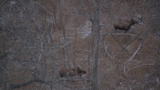 4K aerial stock footage two moose standing and walking in snow covered brush in the Alaskan Wilderness Aerial Stock Footage | AK0001_1287