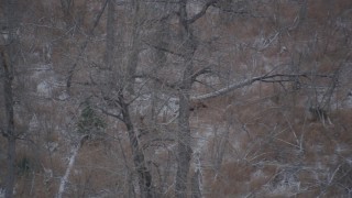 4K aerial stock footage two moose in the snow covered brush in the Alaskan Wilderness Aerial Stock Footage | AK0001_1290