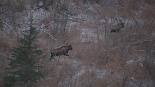 4K aerial stock footage two moose trotting through the brush in the Alaskan Wilderness Aerial Stock Footage | AK0001_1291