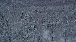 4K aerial stock footage flying low over snowy forest toward wooded slopes, Chugach Mountains, Alaska Aerial Stock Footage | AK0001_1532