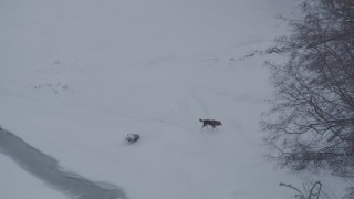 4K aerial stock footage a wolf running in snow around edge of forest, Knik River Valley, Alaska Aerial Stock Footage | AK0001_1583