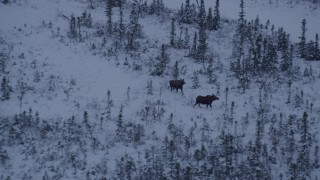 AK0001_1668 - 4K aerial stock footage two moose running through the snow at twilight, Point MacKenzie, Alaska