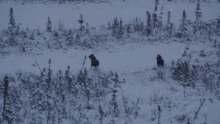 4K aerial stock footage two moose charging through snow at sunset, Point MacKenzie, Alaska Aerial Stock Footage | AK0001_1669