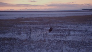 4K aerial stock footage moose charging through snow covered grass at twilight, Point MacKenzie, Alaska Aerial Stock Footage | AK0001_1705