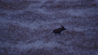 AK0001_1706 - 4K aerial stock footage moose charging through snow covered grass at twilight, Point MacKenzie, Alaska