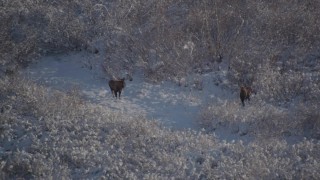 4K aerial stock footage flyby two moose standing on a snowy path, Chugach Mountains, Alaska Aerial Stock Footage | AK0001_1768