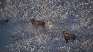 4K aerial stock footage two moose standing in snowy underbrush, Chugach Mountains, Alaska Aerial Stock Footage | AK0001_1770