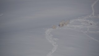 4K aerial stock footage three mountain goats trotting through the snow, Chugach Mountains, Alaska Aerial Stock Footage | AK0001_1940