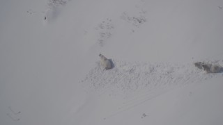 4K aerial stock footage three mountain goats trekking through the snow, Chugach Mountains, Alaska Aerial Stock Footage | AK0001_1943