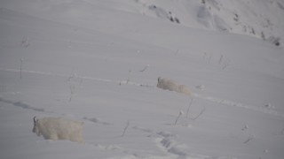 4K aerial stock footage mountain goats trekking through the snow, Chugach Mountains, Alaska Aerial Stock Footage | AK0001_1947