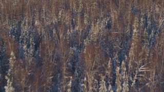 4K aerial stock footage flying over frozen shore of a lake and snowy forest in Big Lake Area, Alaska Aerial Stock Footage | AK0001_2053