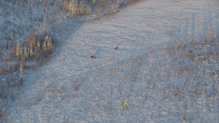 4K aerial stock footage approaching two moose standing in snow at sunset, Knik-Fairview, Alaska Aerial Stock Footage | AK0001_2062