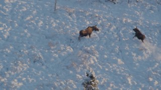 4K aerial stock footage moose joined by second, running in snow, Knik-Fairview, Alaska, sunset Aerial Stock Footage | AK0001_2063