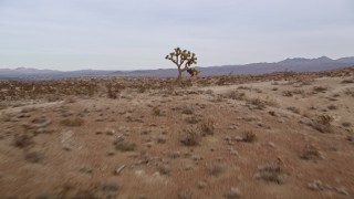 5K aerial stock footage approach and fly low over a desert hill with a lone Joshua Tree in the Mojave Desert, California Aerial Stock Footage | AX0006_144E